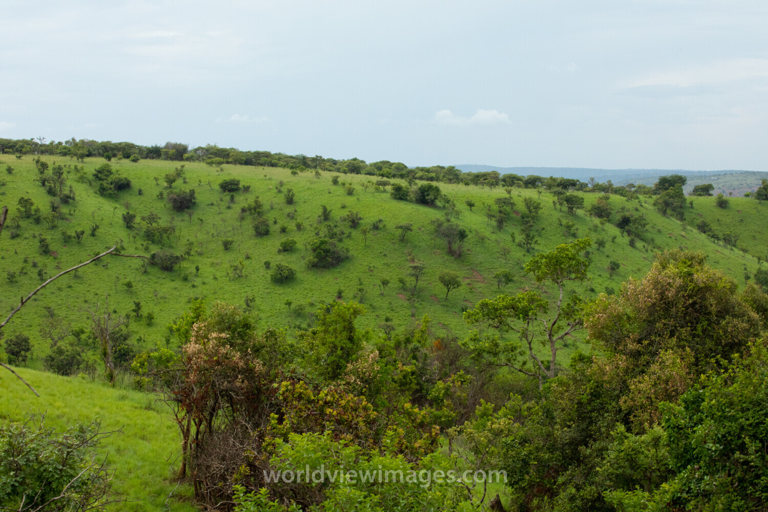 Scenic Kibira Game Park