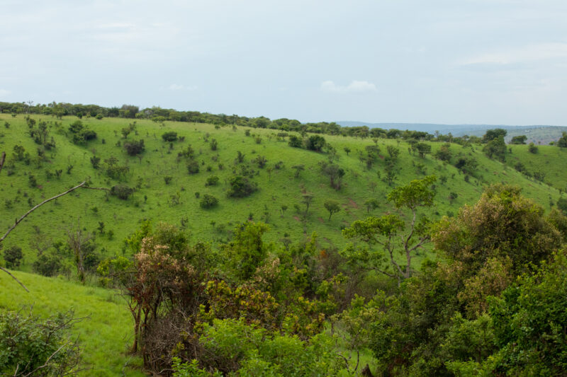Scenic Kibira Game Park — The Scenic green hills of the Kibira game park in Rwanda — Rwanda, Africa, game park, animals, safari