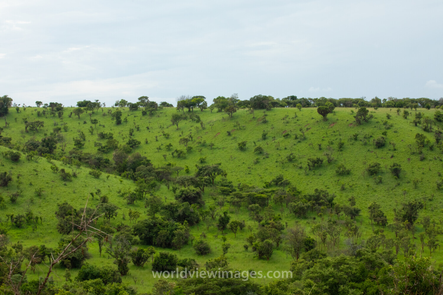 Scenic Kibira Game Park