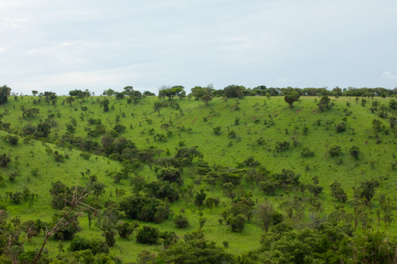 Scenic Kibira Game Park — The Scenic green hills of the Kibira game park in Rwanda — Rwanda, Africa, game park, animals, safari
