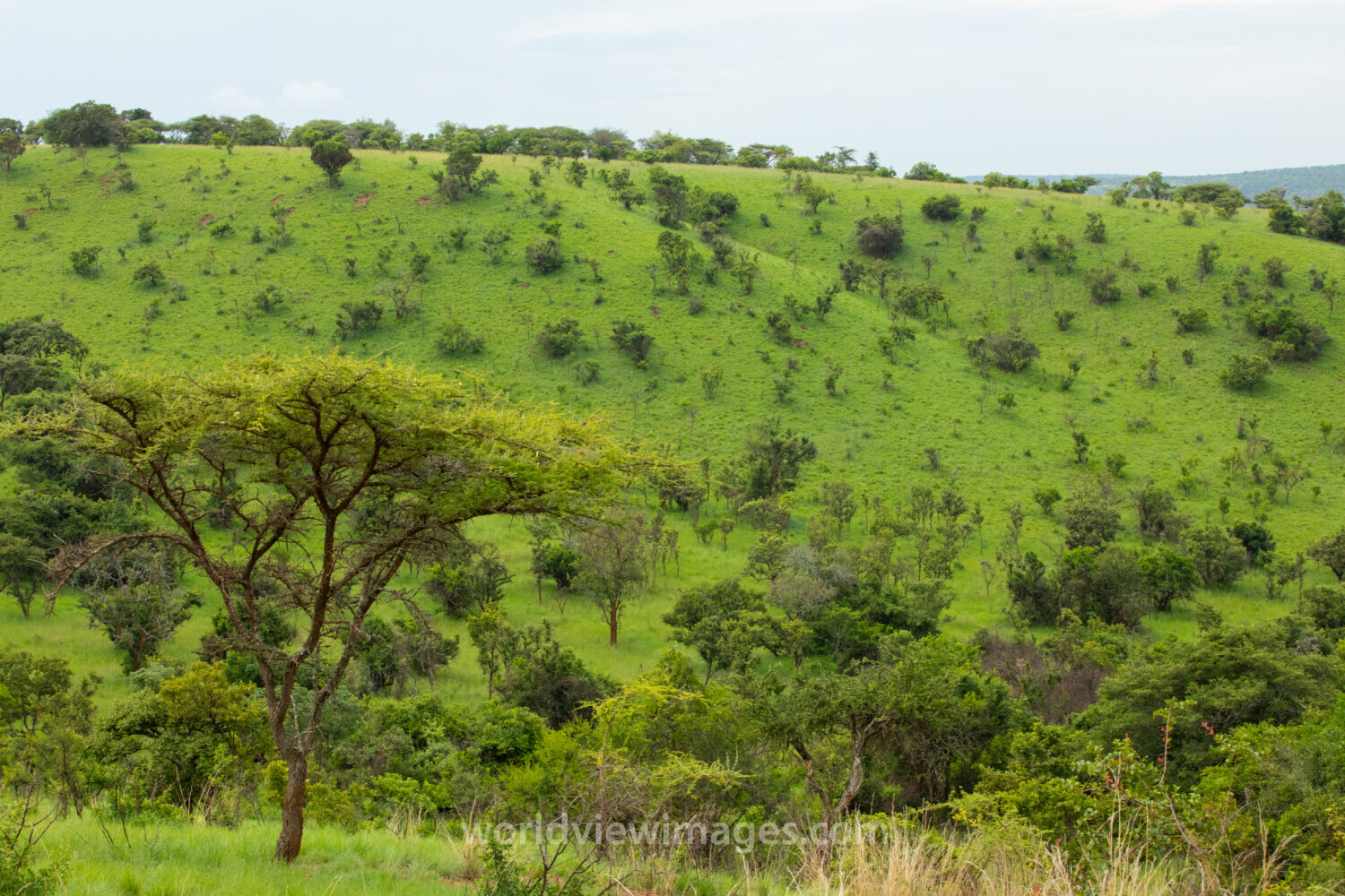 Scenic Kibira Game Park