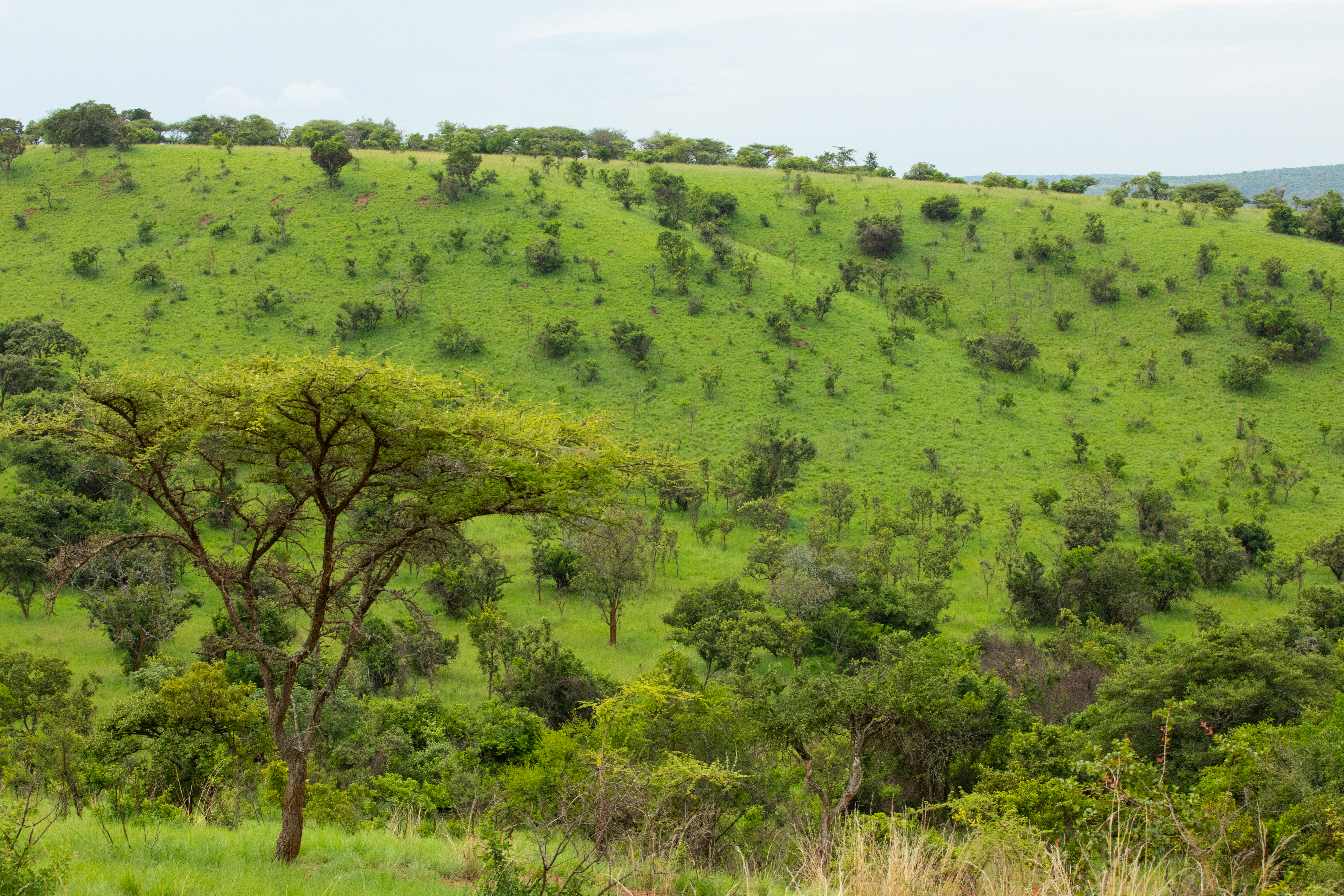Scenic Kibira Game Park