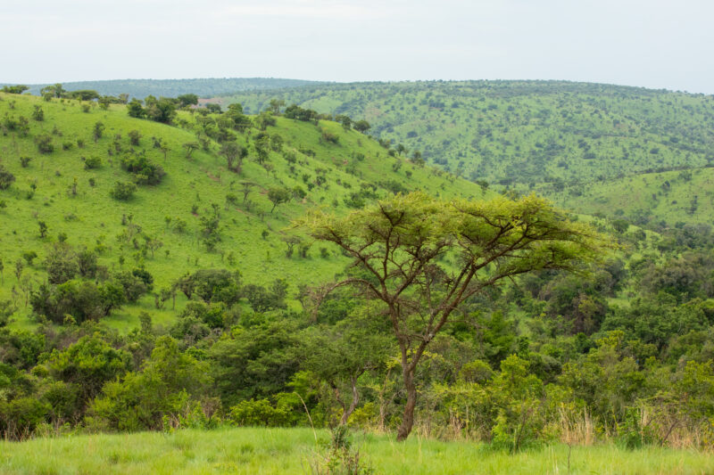 Scenic Kibira Game Park — The Scenic green hills of the Kibira game park in Rwanda — Rwanda, Africa, game park, animals, safari
