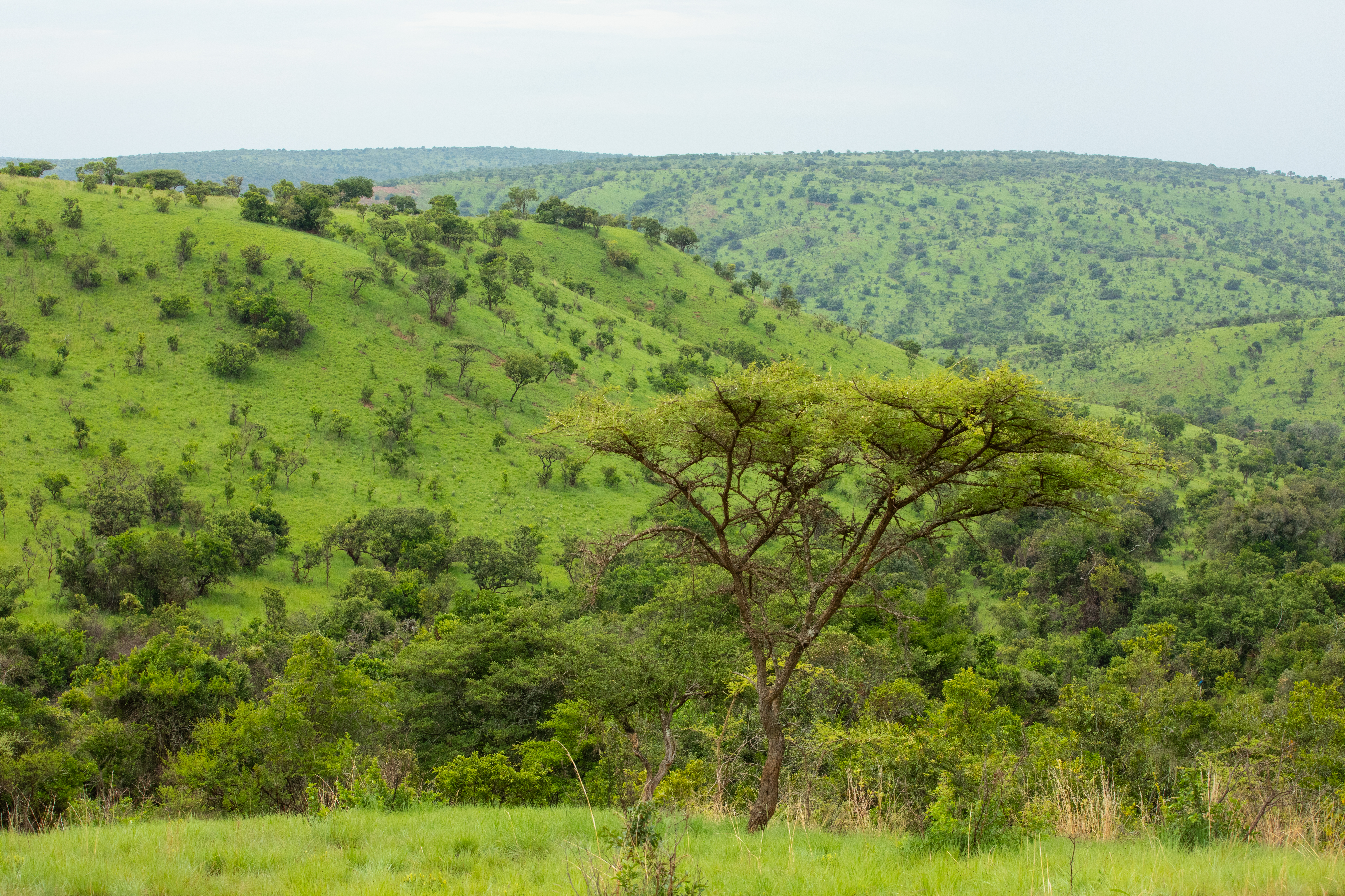 Scenic Kibira Game Park