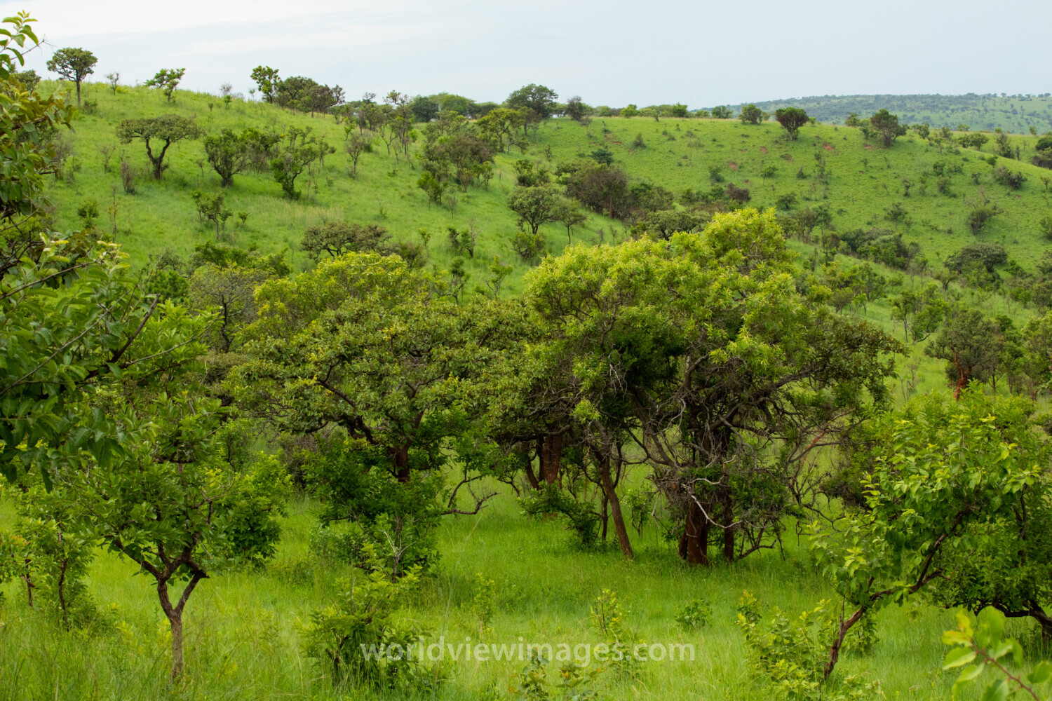 Scenic Kibira Game Park