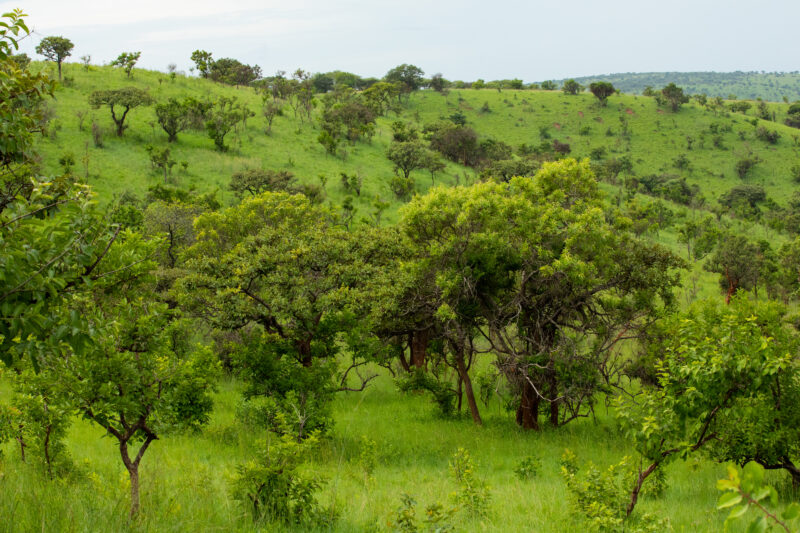 Scenic Kibira Game Park — The Scenic green hills of the Kibira game park in Rwanda — Rwanda, Africa, game park, animals, safari