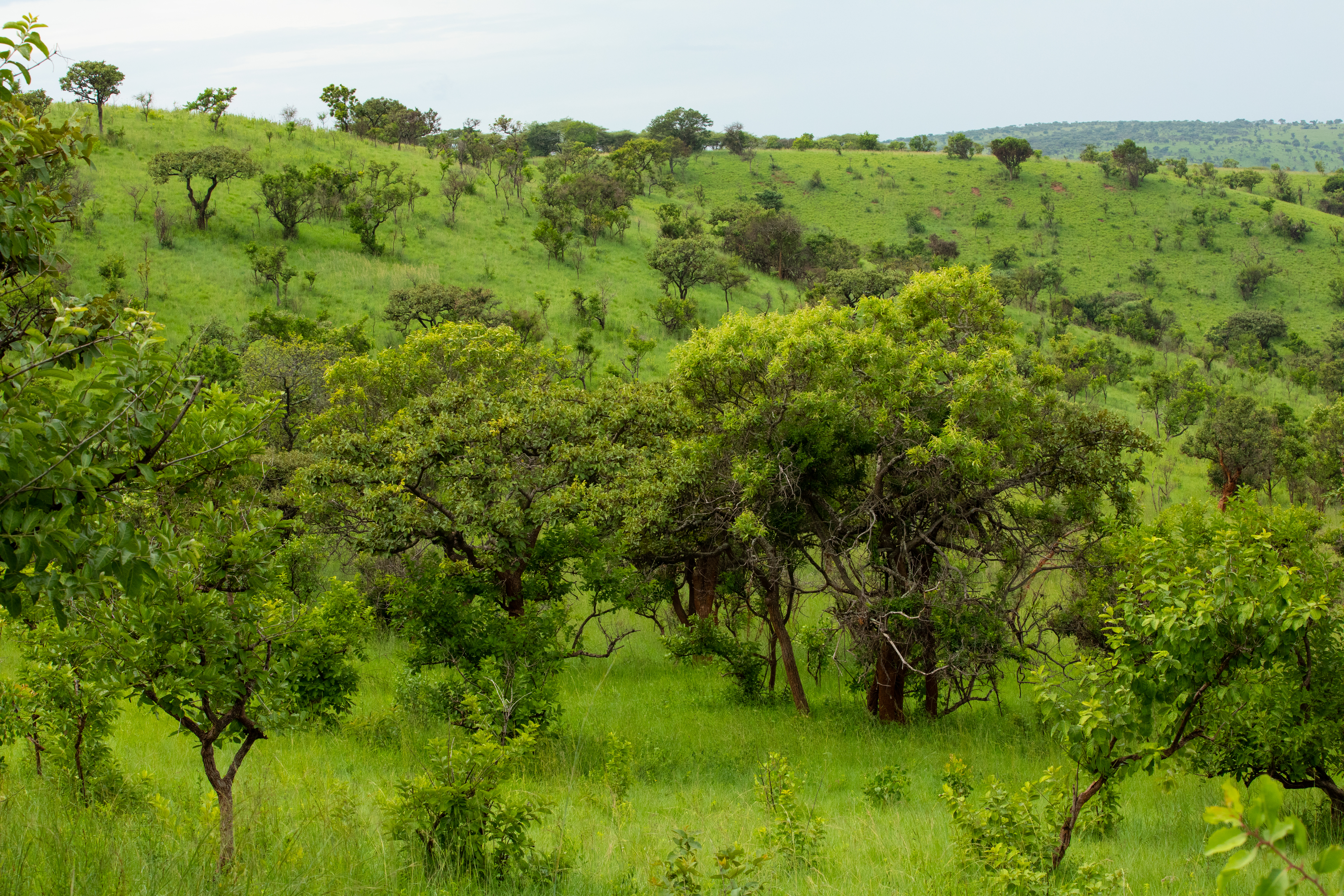 Scenic Kibira Game Park