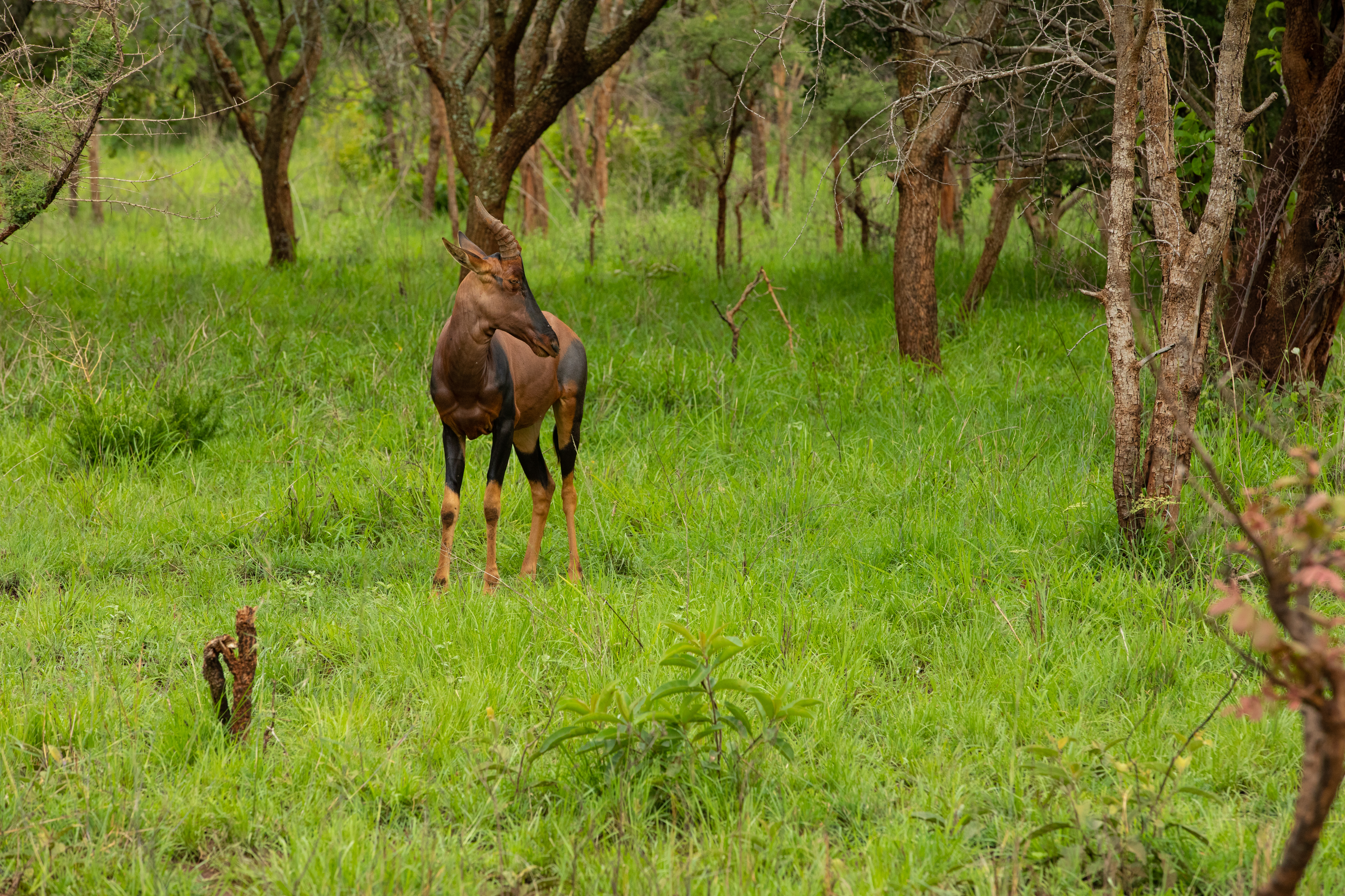 Topi in Rwanda National Park