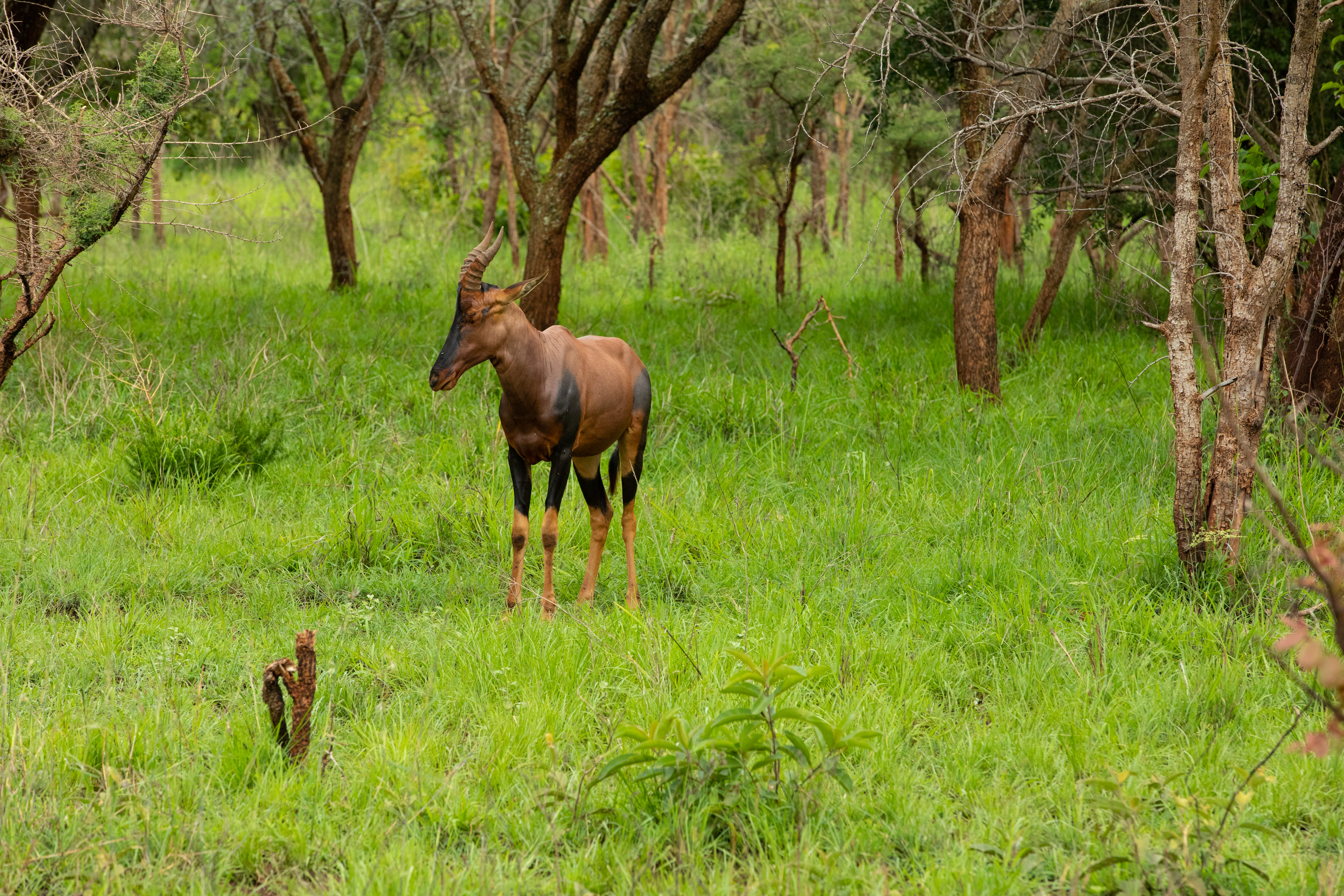 Topi in Rwanda National Park