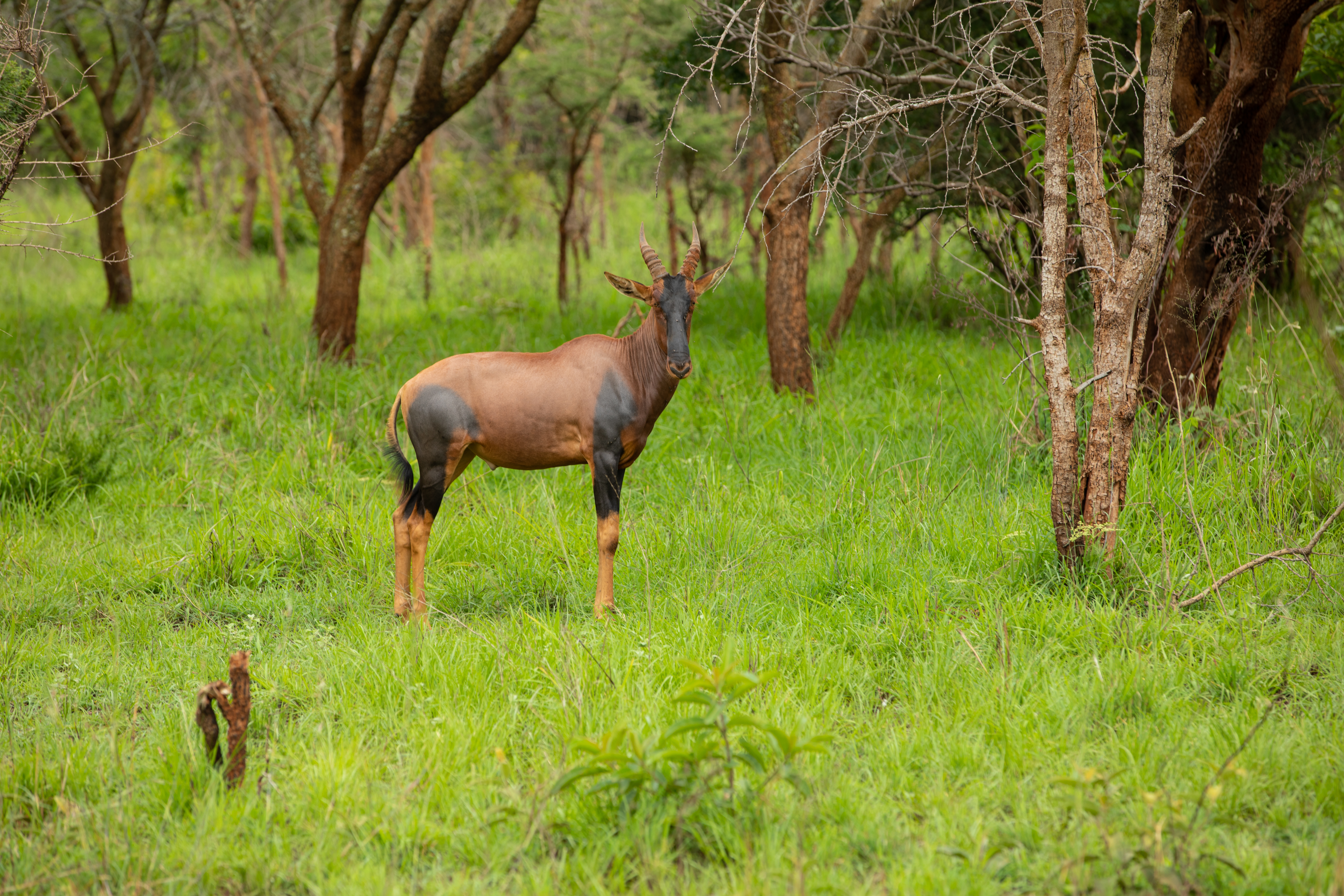 Topi in Rwanda National Park