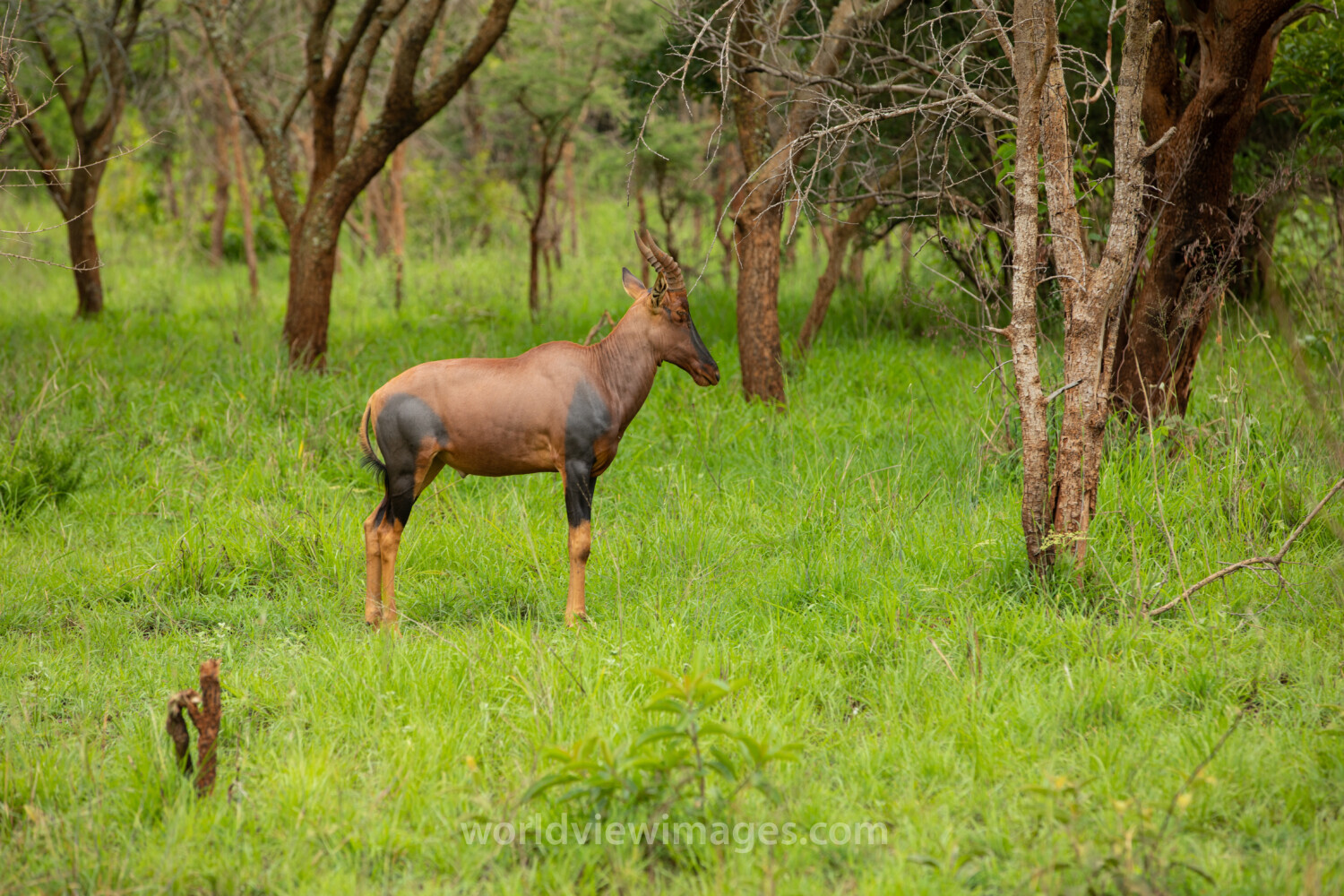 Topi in Rwanda National Park