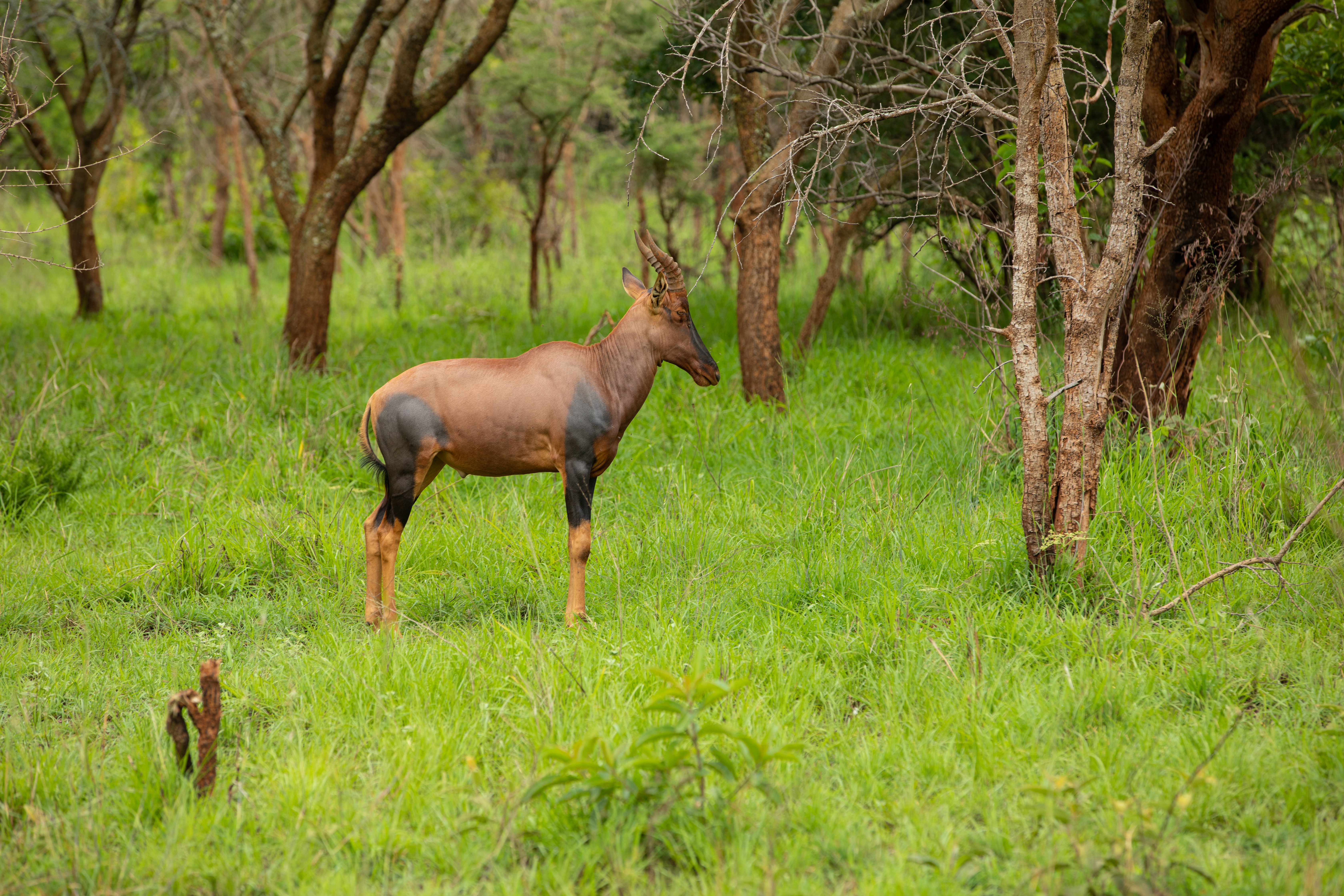 Topi in Rwanda National Park