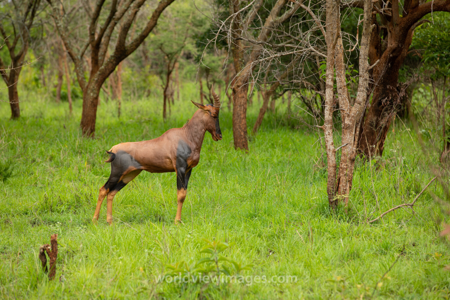 Topi in Rwanda National Park