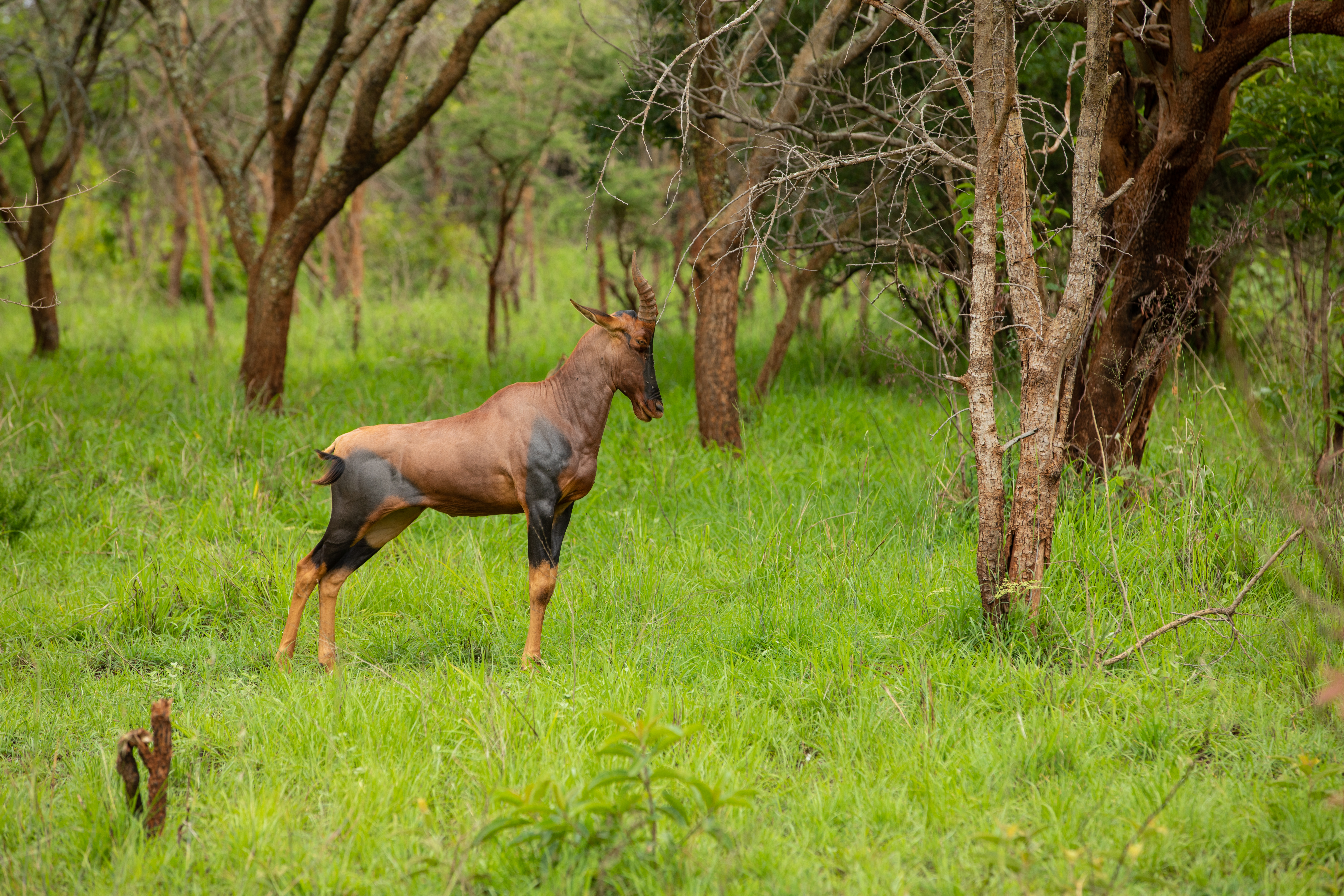 Topi in Rwanda National Park