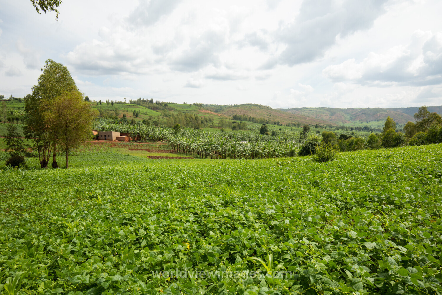 Field in Rwanda