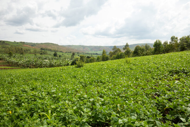Field in Rwanda — Field of vegetables in Rwanda — Rwanda, Africa, Agriculture, farm, farming
