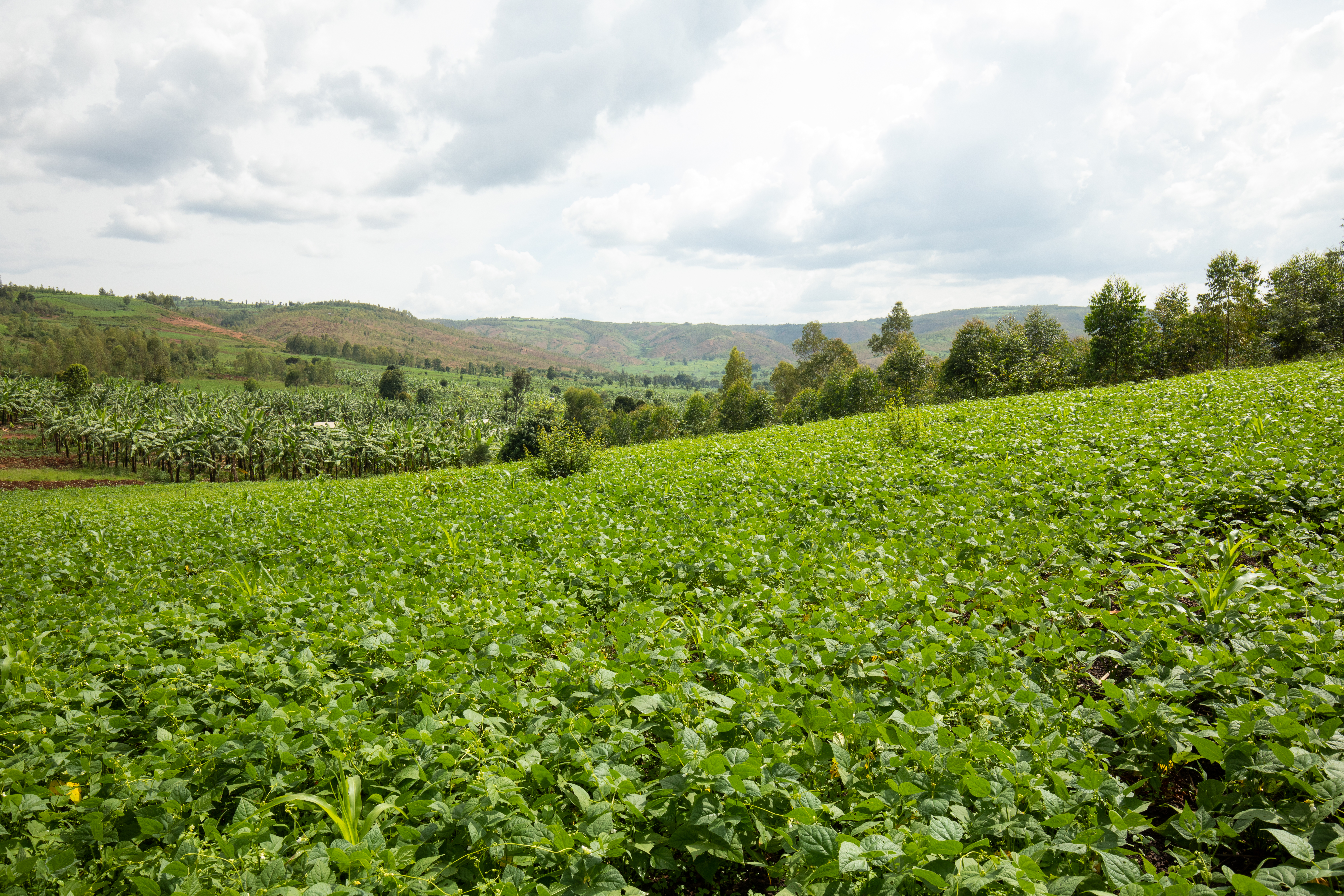 Field in Rwanda