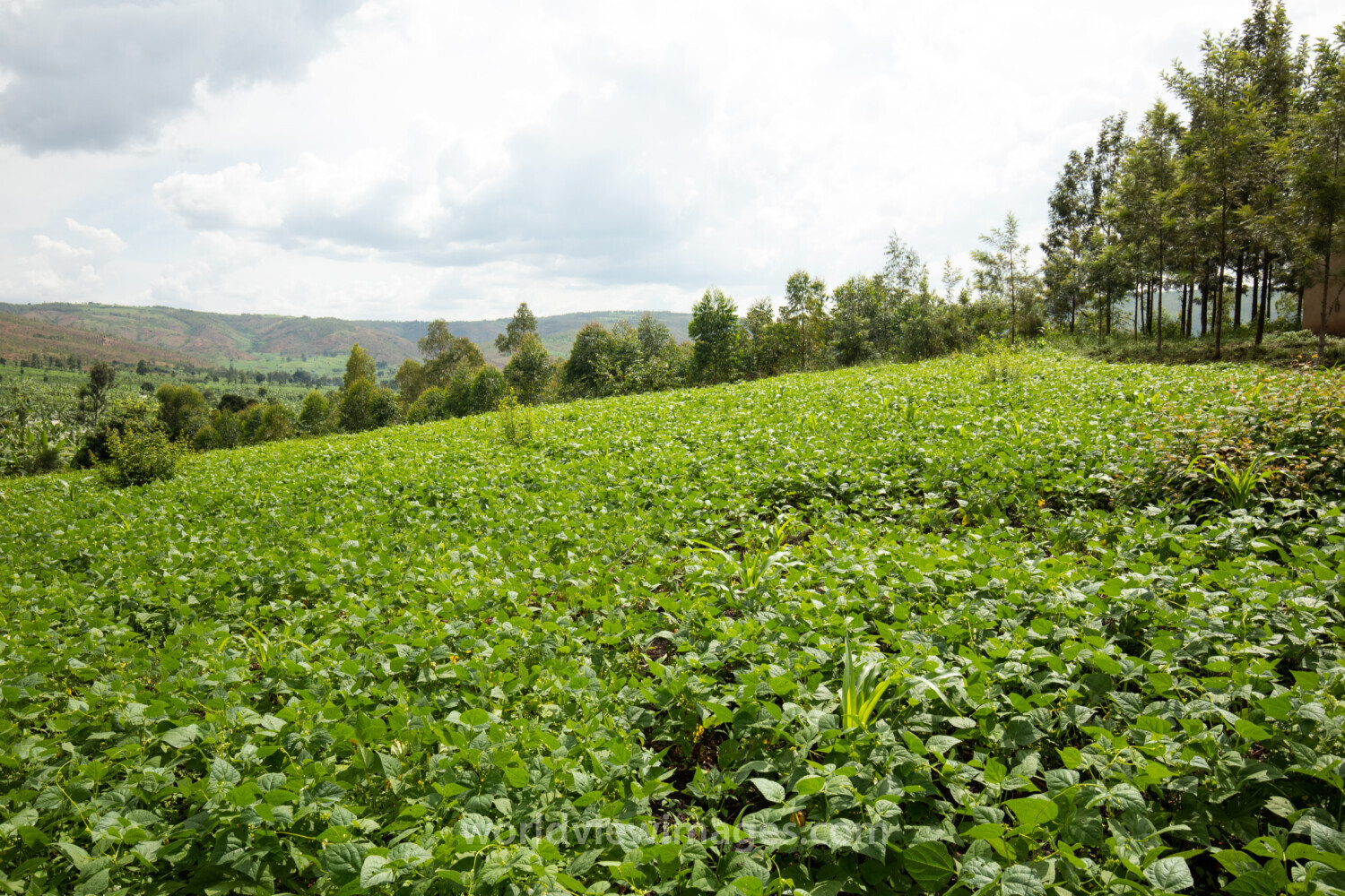 Field in Rwanda