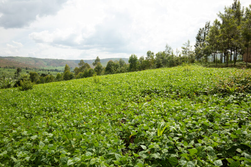 Field in Rwanda — Field of vegetables in Rwanda — Rwanda, Africa, Agriculture, farm, farming