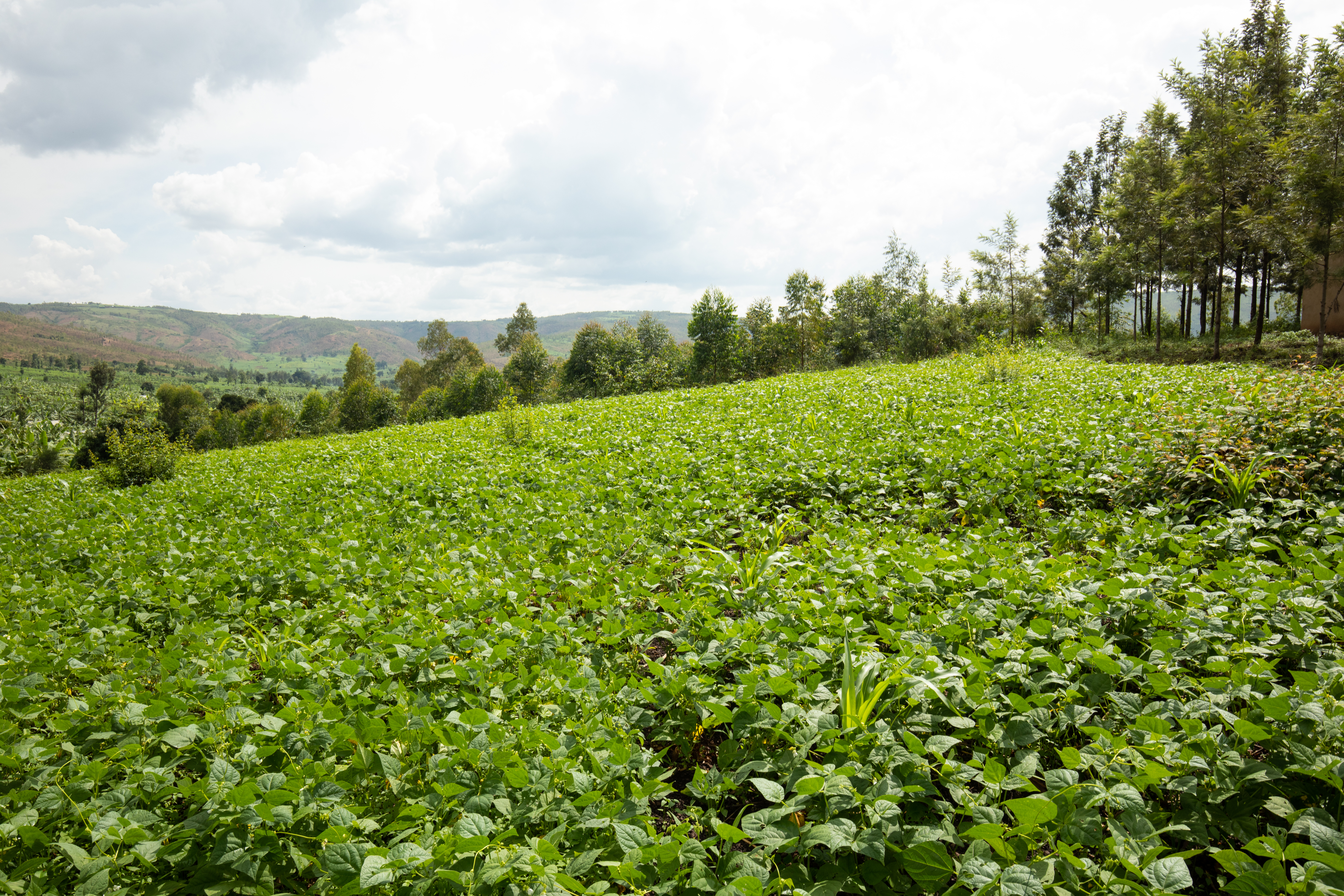 Field in Rwanda