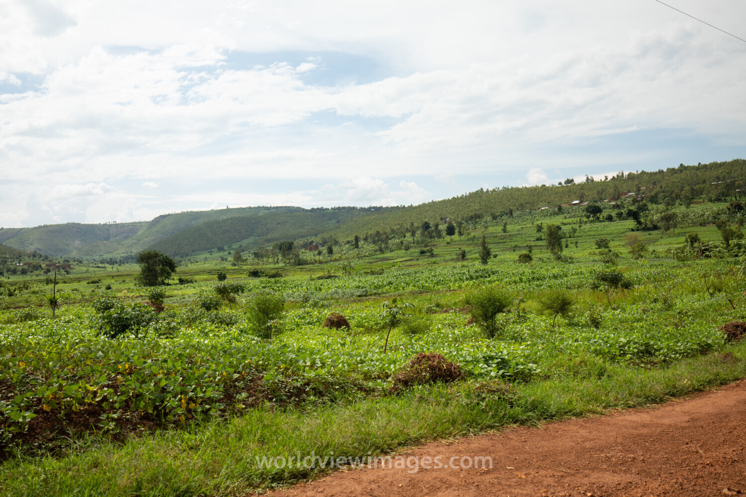 Field in Rwanda
