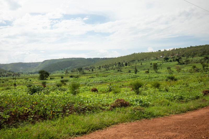 Field in Rwanda — Field of vegetables in Rwanda — Rwanda, Africa, Agriculture, farm, farming