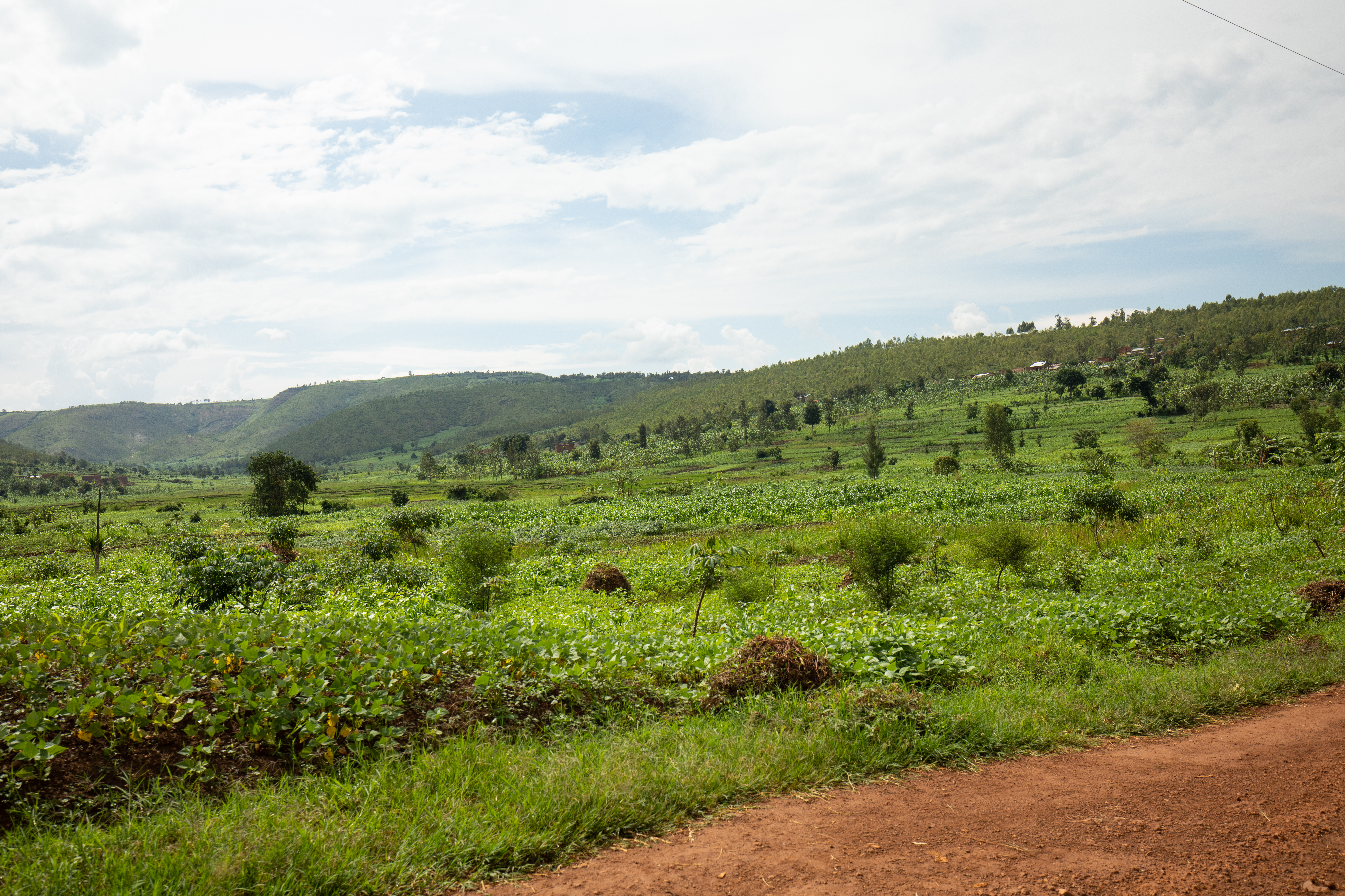 Field in Rwanda