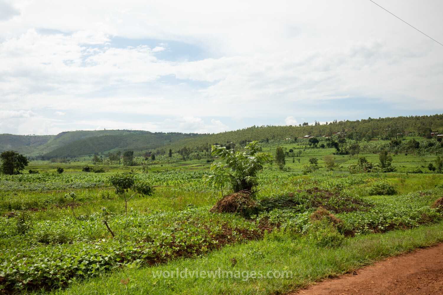 Field in Rwanda