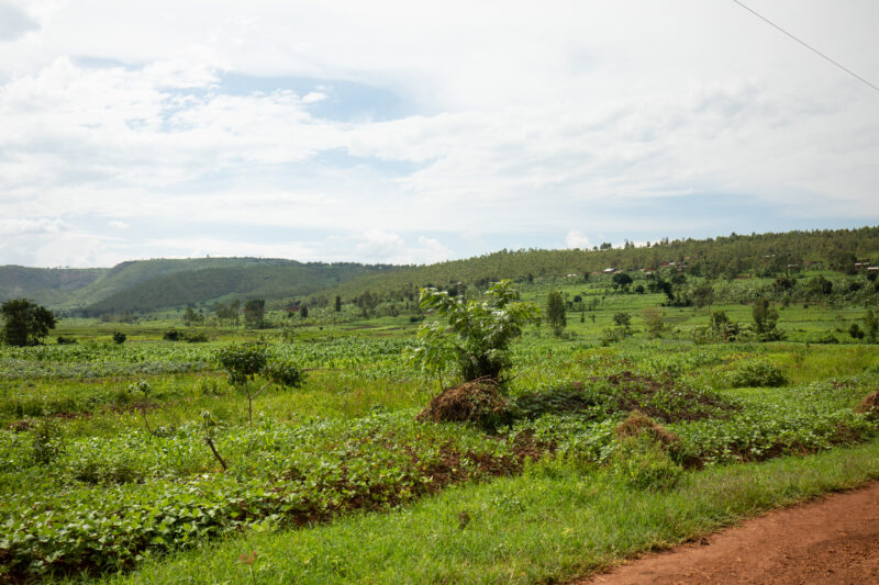 Field in Rwanda — Field of vegetables in Rwanda — Rwanda, Africa, Agriculture, farm, farming