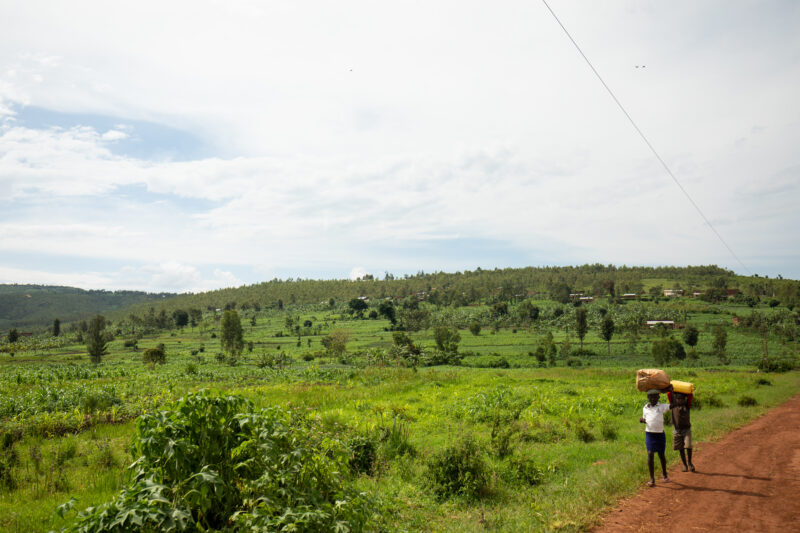 Field in Rwanda — Field of vegetables in Rwanda — Rwanda, Africa, Agriculture, farm, farming
