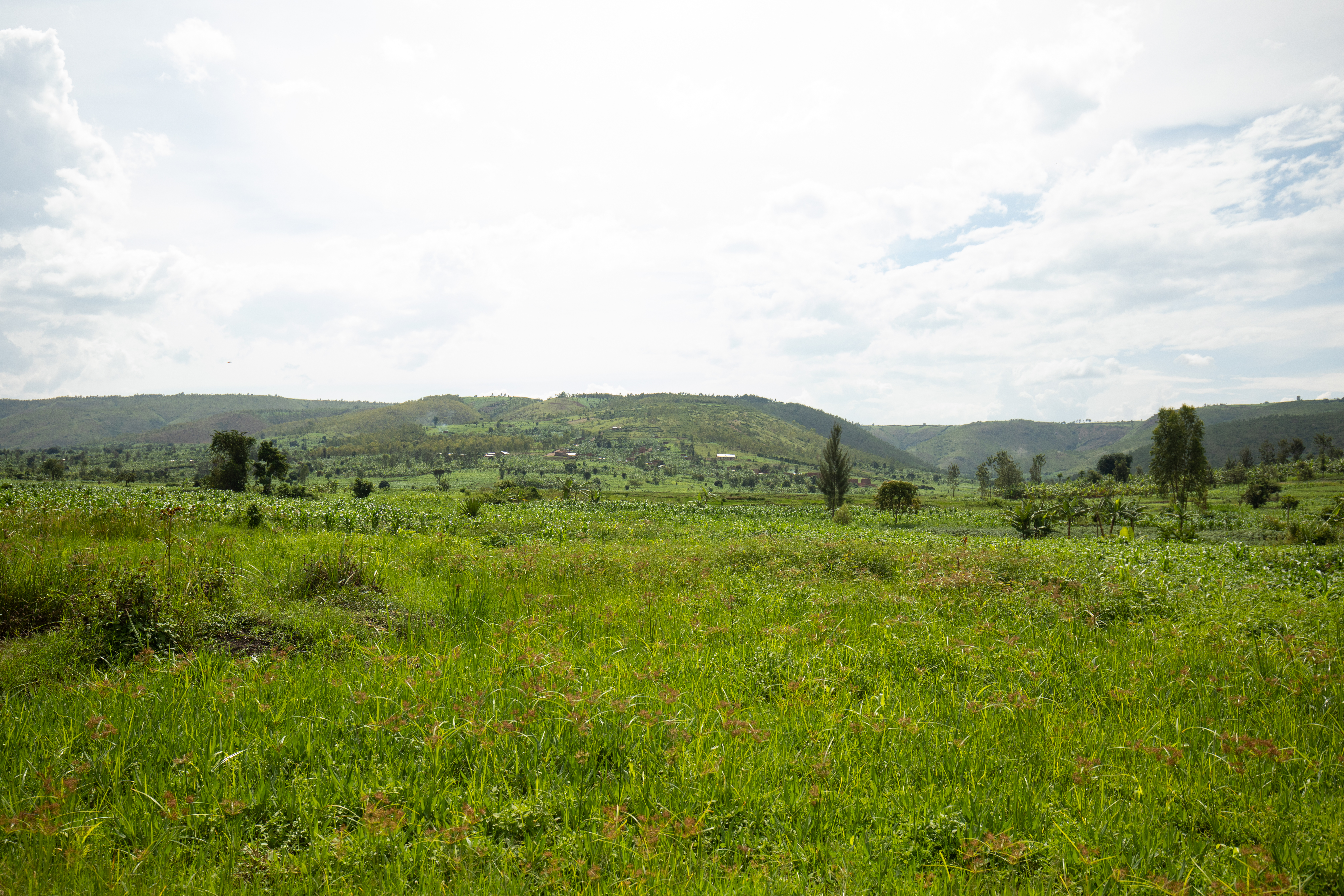 Field in Rwanda