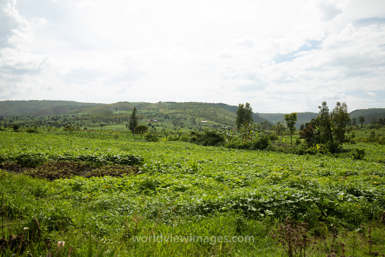 Field in Rwanda