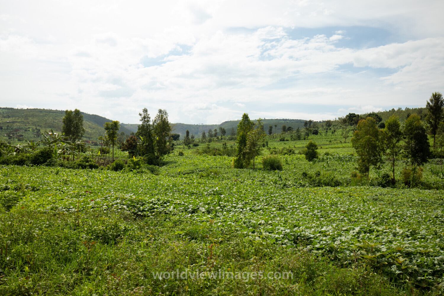 Field in Rwanda