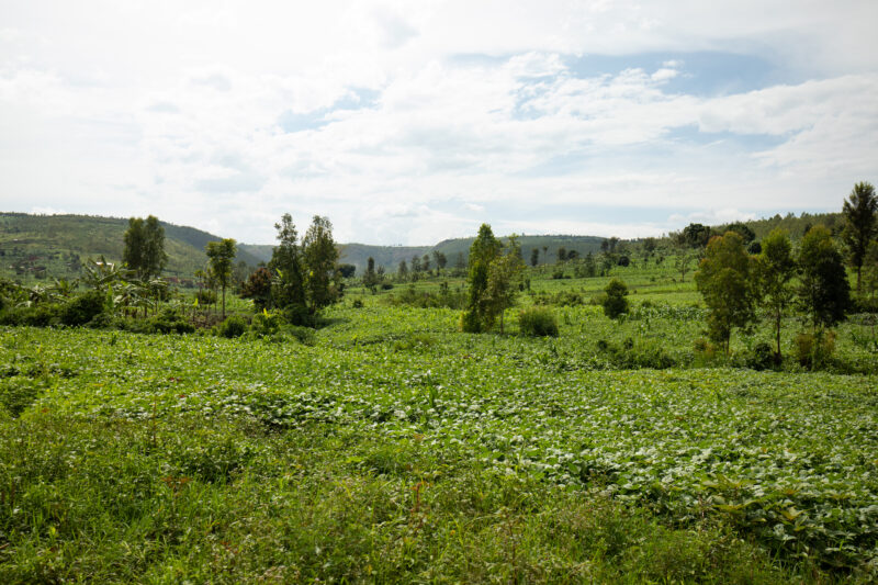 Field in Rwanda — Field of vegetables in Rwanda — Rwanda, Africa, Agriculture, farm, farming