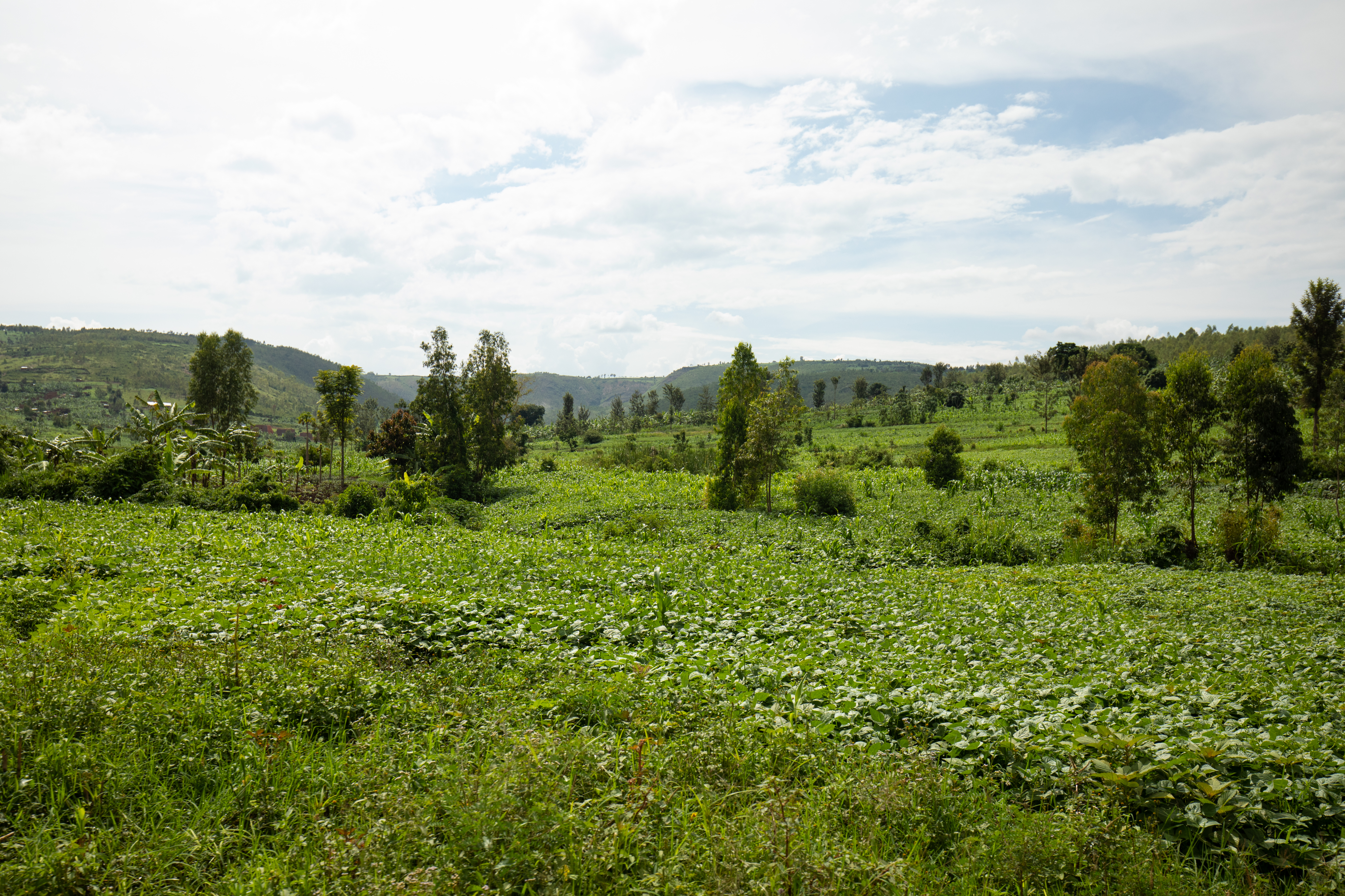 Field in Rwanda