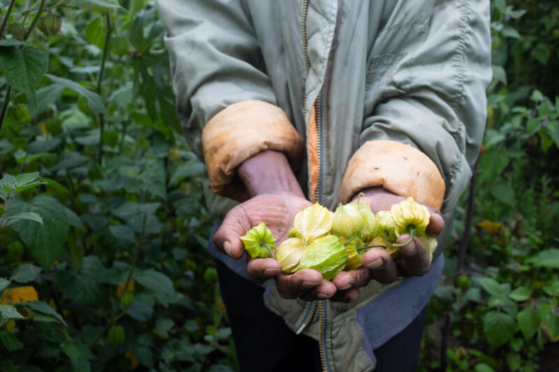 A Handfull of Ground Cherries