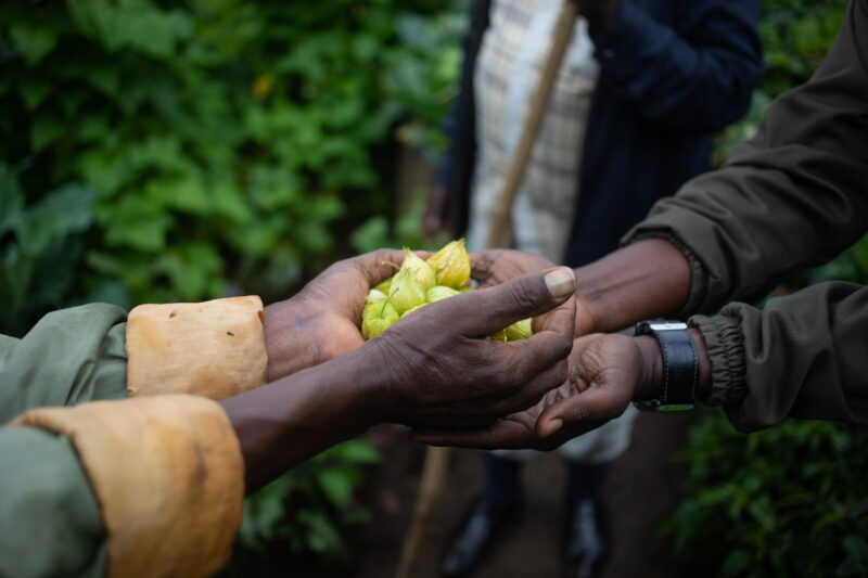 A Handfull of Ground Cherries — Rwanda, Africa, Ground Cherries, food, Cape Gooseberries