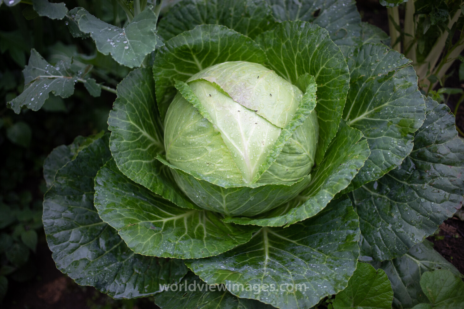 Cabbage