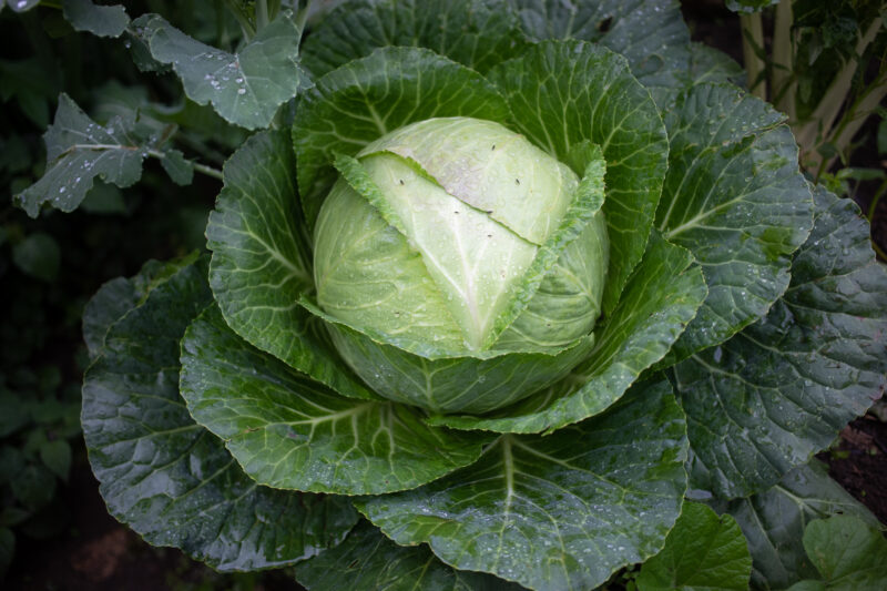 Cabbage — Agriculture, food, cabbage, vegetables, farming