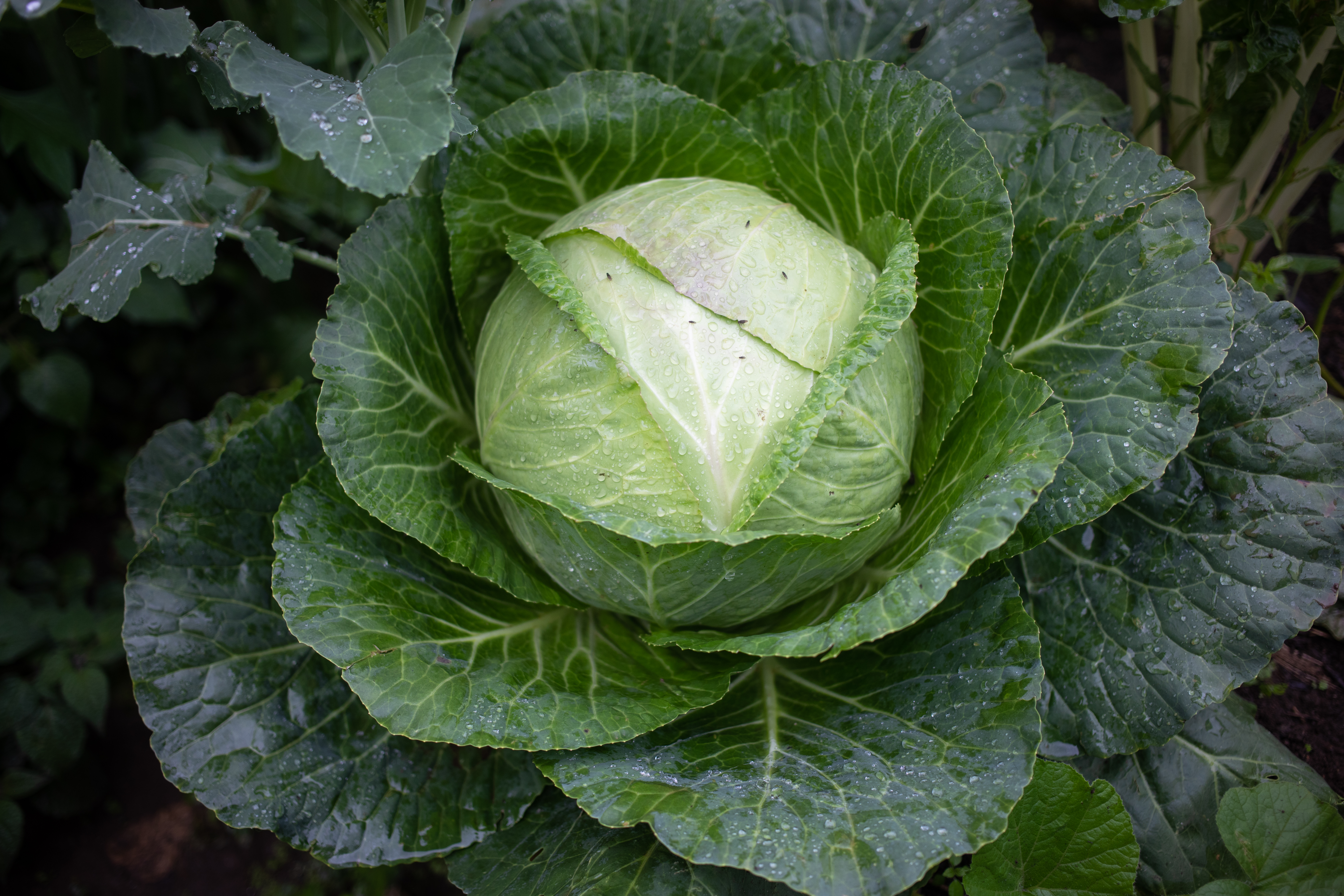 Cabbage