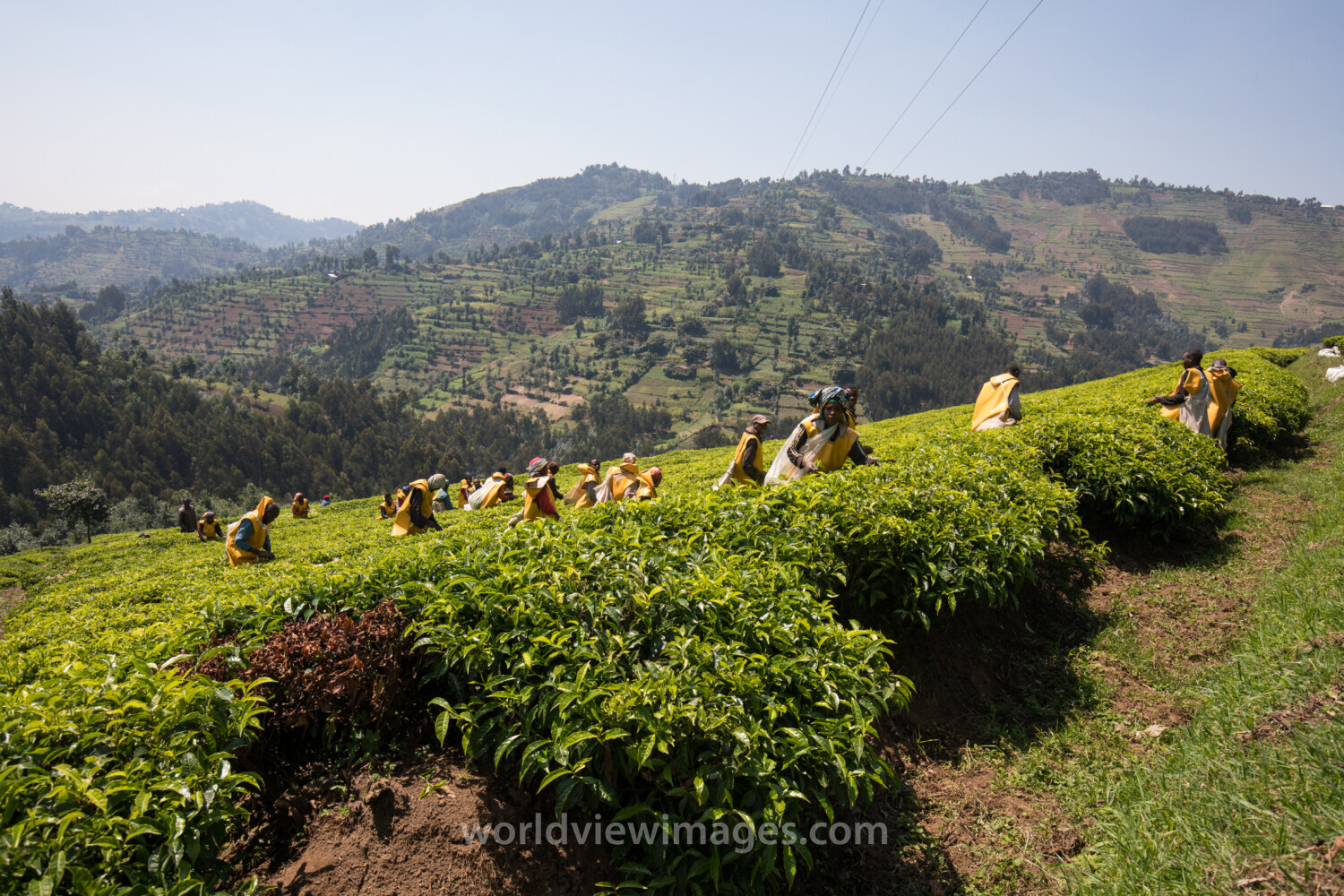 Picking Tea in Rwanda