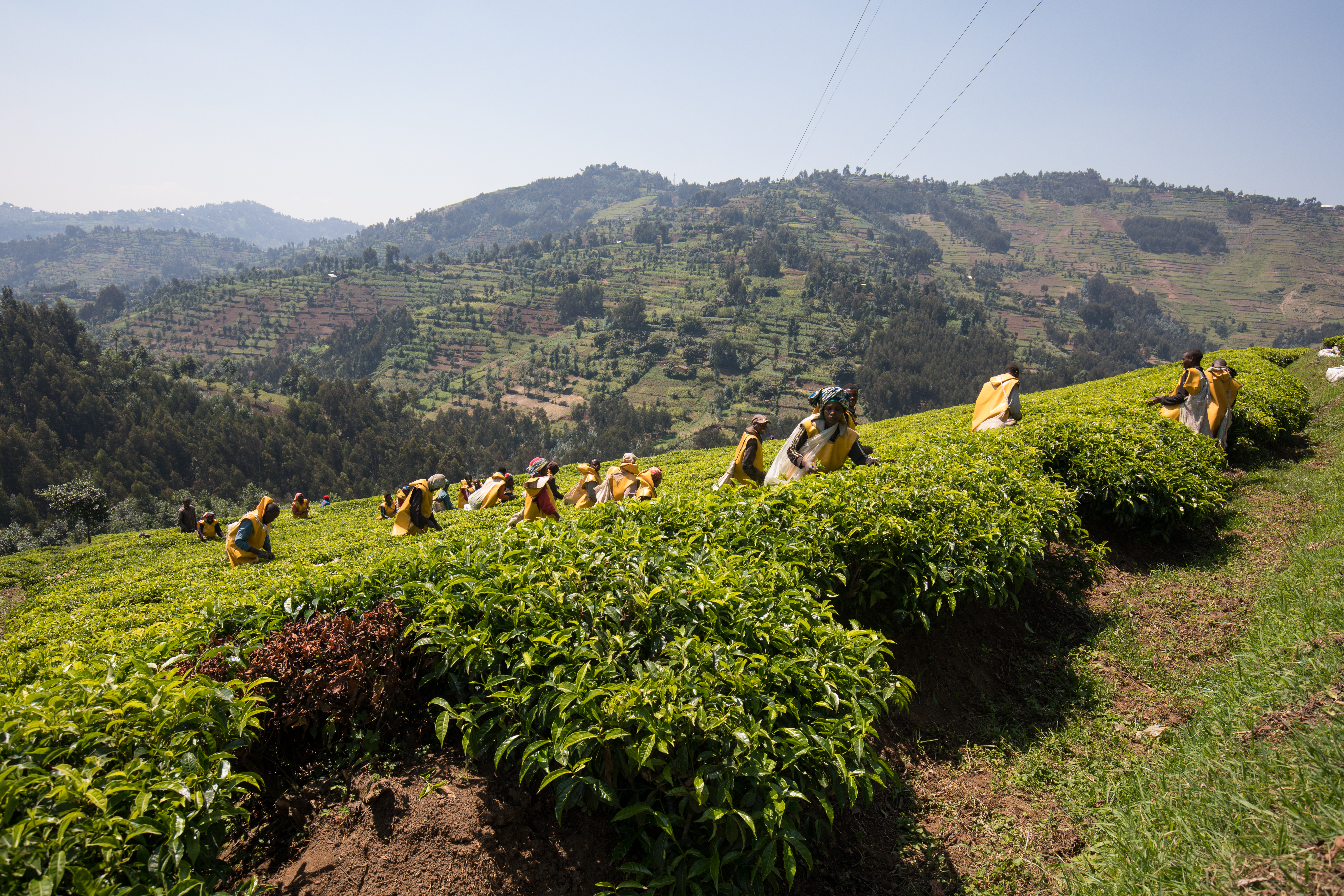 Picking Tea in Rwanda