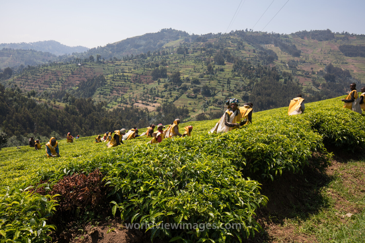 Picking Tea in Rwanda