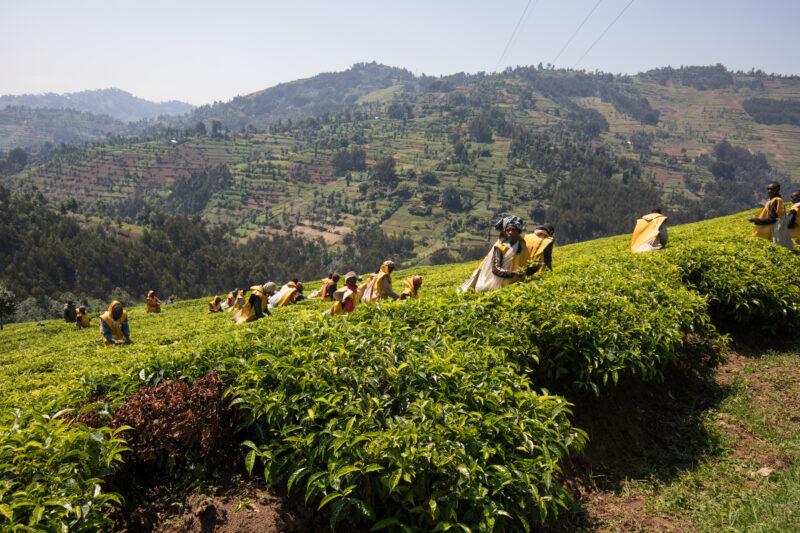 Picking Tea in Rwanda — Day Laborers pick tea in a tea plantation in Rwanda — Rwanda, Africa, Tea, picking tea, tea plantation