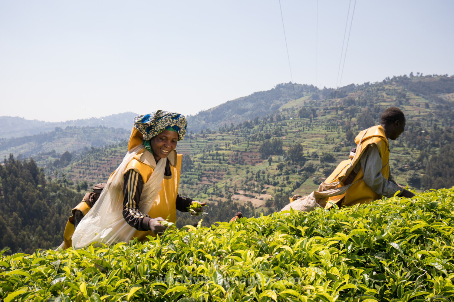 Picking Tea in Rwanda