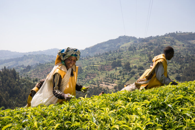 Picking Tea in Rwanda — Day Laborers pick tea in a tea plantation in Rwanda — Rwanda, Africa, Tea, picking tea, tea plantation