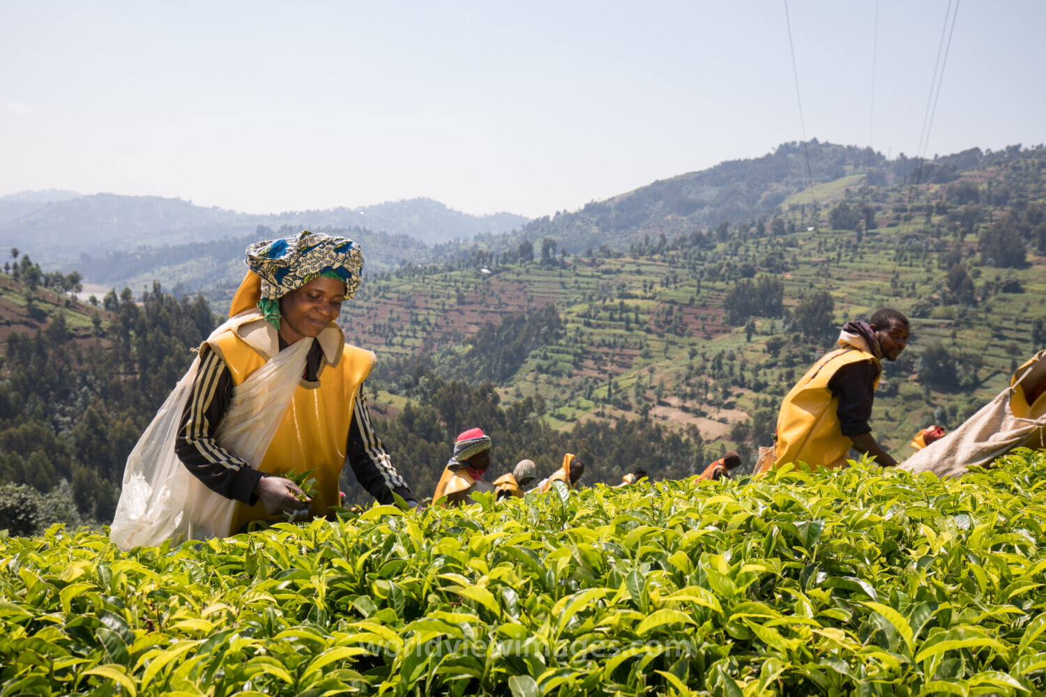 Picking Tea in Rwanda