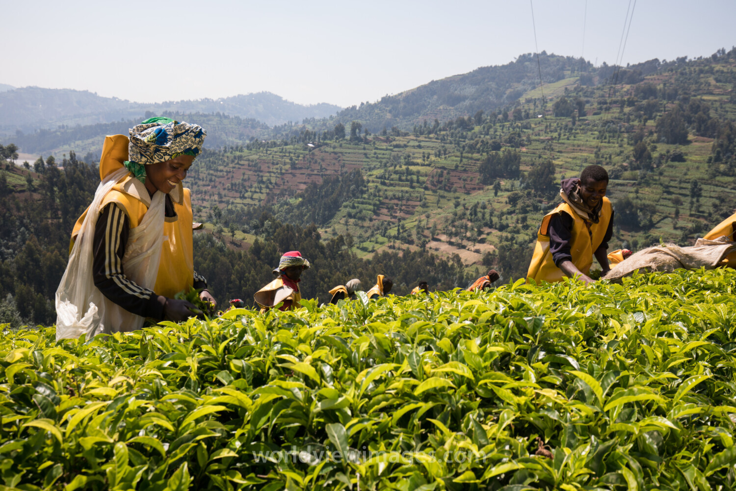 Picking Tea in Rwanda