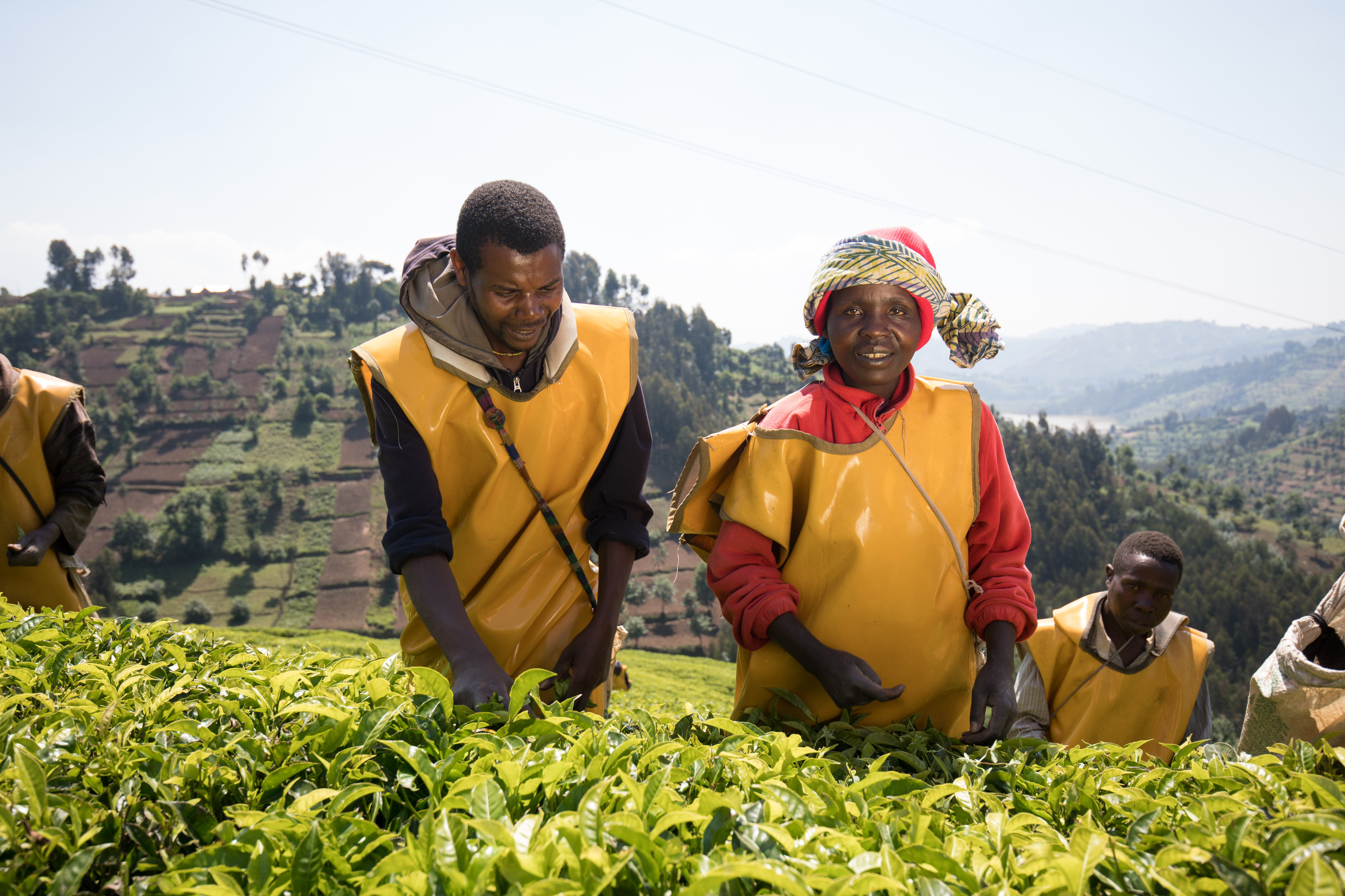 Picking Tea in Rwanda
