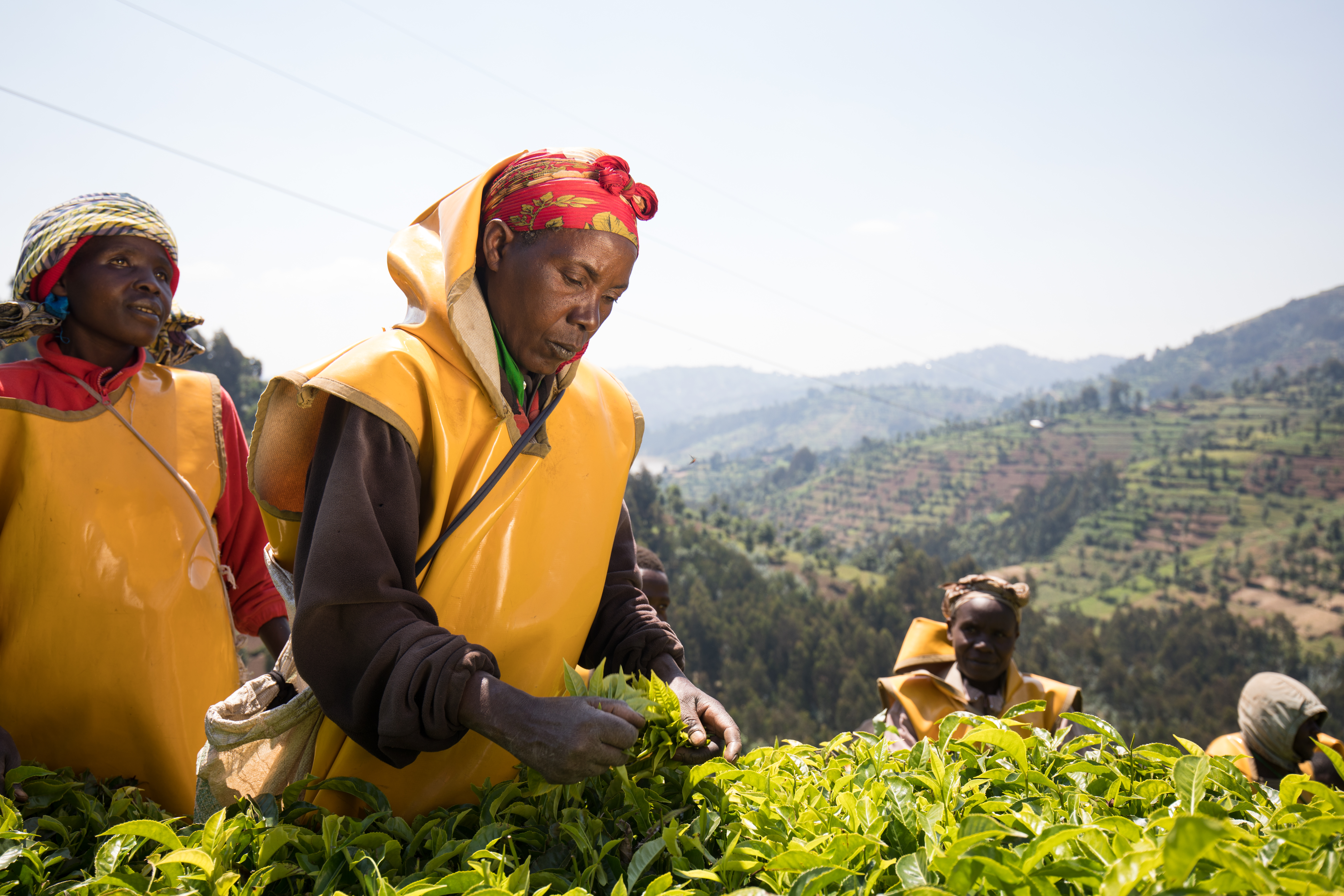 Picking Tea in Rwanda